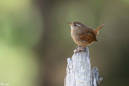 troglodyte_mignon-1149