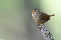 troglodyte_mignon-1168