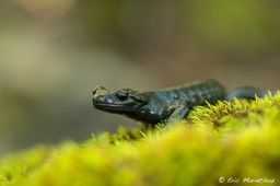 09092013-salamandre_noire-327