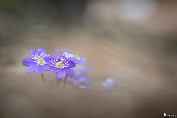 anemone_hepatique-172 copie