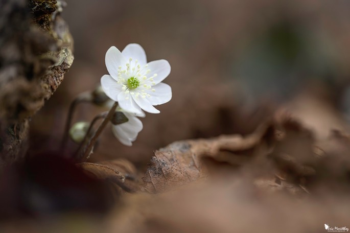 anemone_hepatique-205