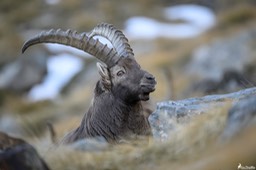 bouquetin-2782