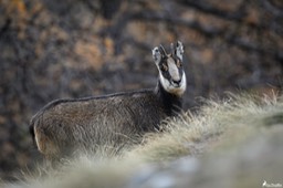 chamois-2387