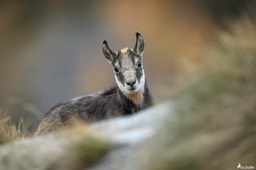 chamois_cabri-2394