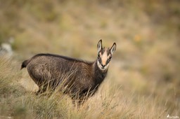 chamois_cabris-2314