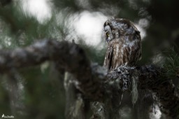 chouette_de_tengmalm-591