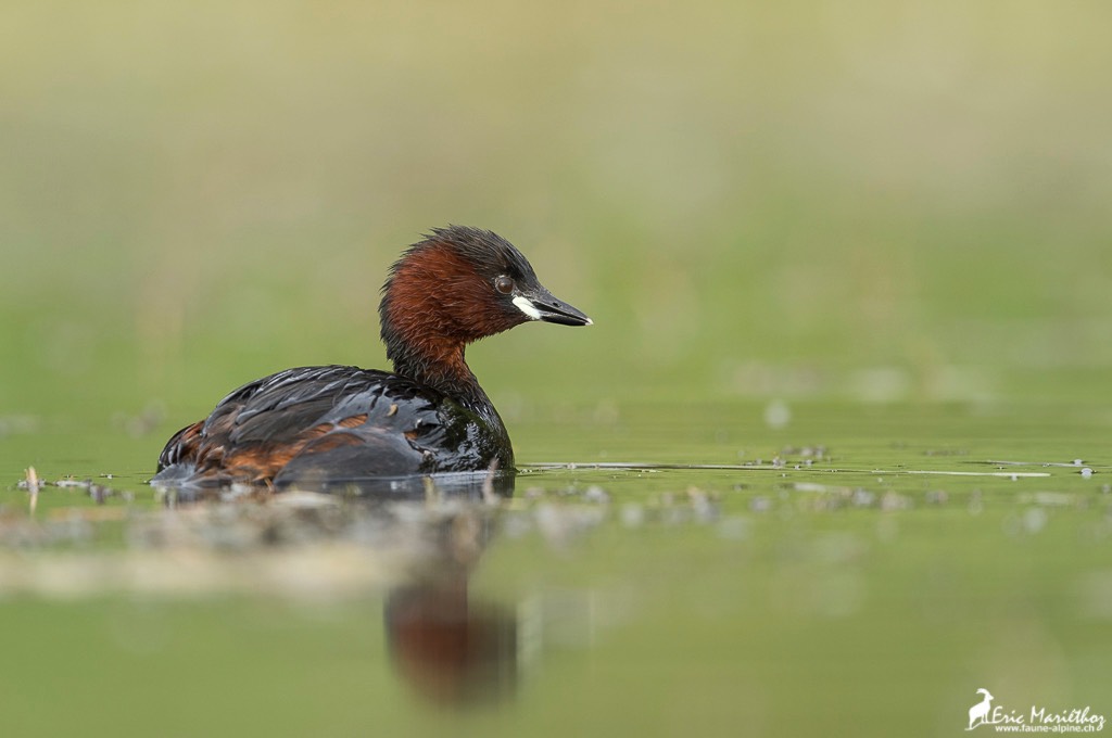 grebe_castagneux-32
