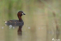 grebe_castagneux-94