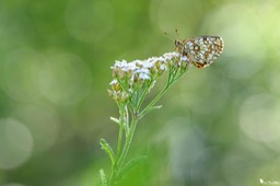 la_melitee-418