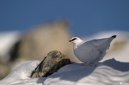 lagopede_alpin-1051