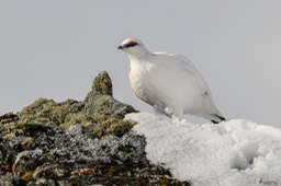 lagopede_alpin-2690