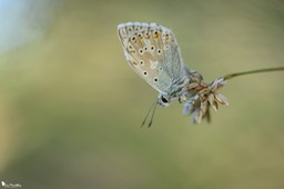 l'azur-126