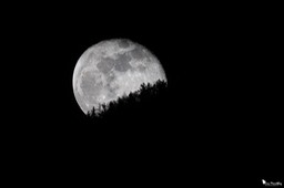 lune-339