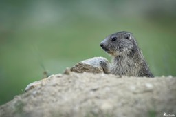marmotton-1020