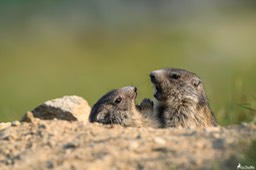 marmotton-1103