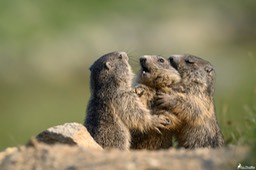 marmotton-1134
