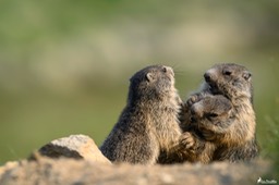 marmotton-1138