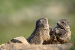 marmotton-1139