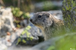 marmotton-1441