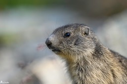 marmotton-1548