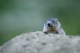 marmotton-265