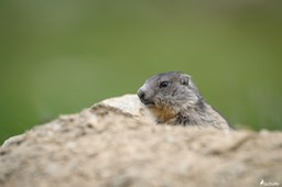 marmotton-634