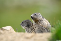 marmotton-769