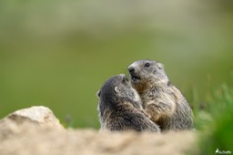 marmotton-799