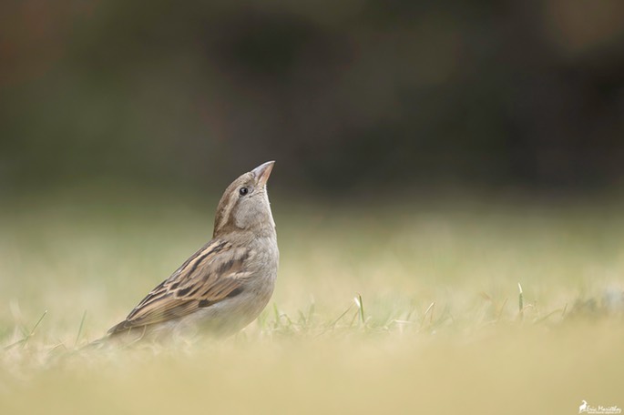 moineau_domestique-94-Avec accentuation-Bruit