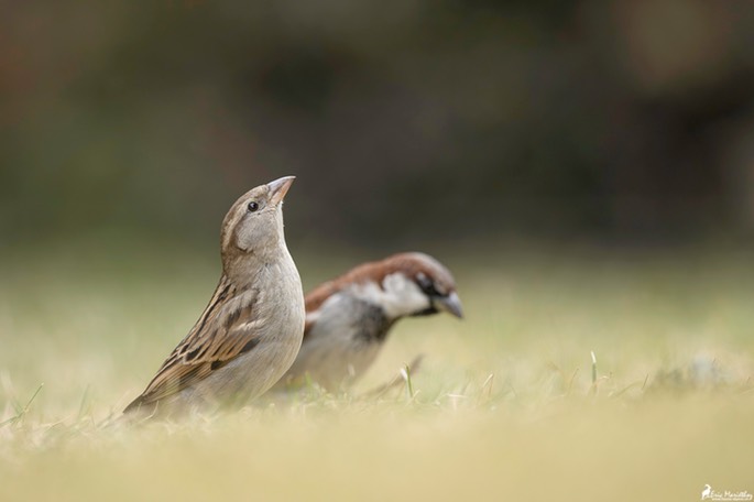 moineau_domestique-95-Avec accentuation-Bruit