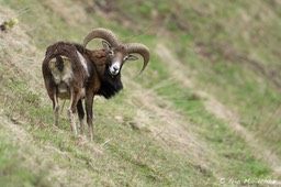 mouflon-201