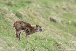 mouflon-347