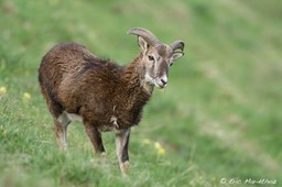 mouflon-466