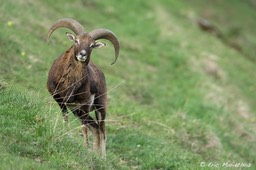 mouflon-473