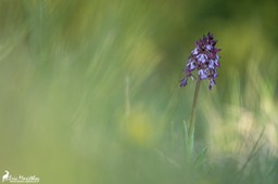 orchis_pourpre-54