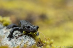 salamandre_noire-176