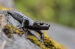 salamandre_noire-204