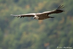 vautour_fauve-134