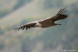 vautour_fauve-137