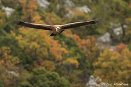 vautour_fauve-161